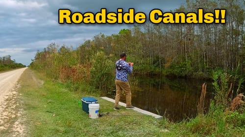 Using LIVE Sunfish to catch Florida Bass!!