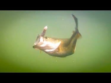 Spring Underwater Footage | Bass Eating Jerkbaits and Swimbaits
