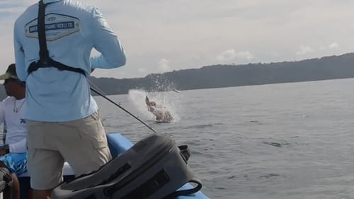 Biggest Topwater Bite of My Life
