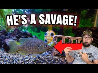 Catching PET Fish for New Indoor Tank!