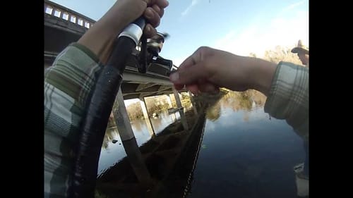 Salmon at Lost Lake