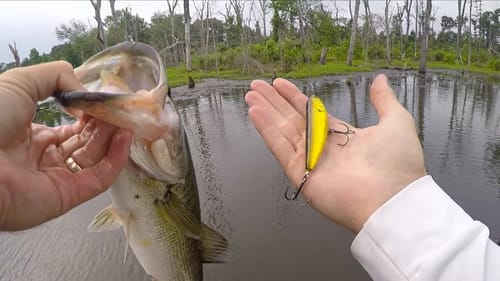 Tasty Topwater Lures - MTB Pro Bass Box Slam
