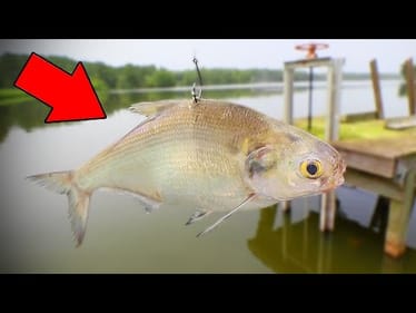Using LIVE BAITS For SPILLWAY FISH (First Time!)