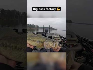 The Big Bass Factory 💪