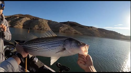 Magnum Spoons for Big Striper! (Learning with Joeshowfishing)