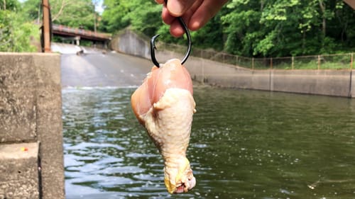 The Spillway MONSTER Ate an Entire CHICKEN LEG!!!!