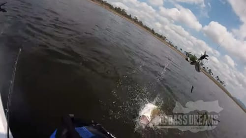 Barramundi on the Defiant 247 Swimbait Big Barra Dreams Part 16