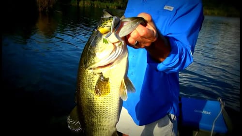 Big Bass Explodes on New Lunkerhunt Popping Frog - Topwater Bass Fishing