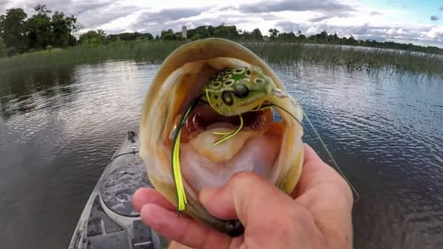 Frog Bassin' Before The Storm