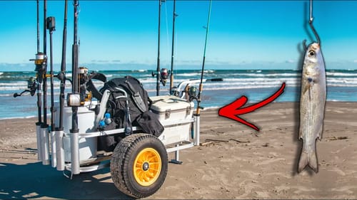 surf fishing with live bait - I'm the only person to try and catch these fish