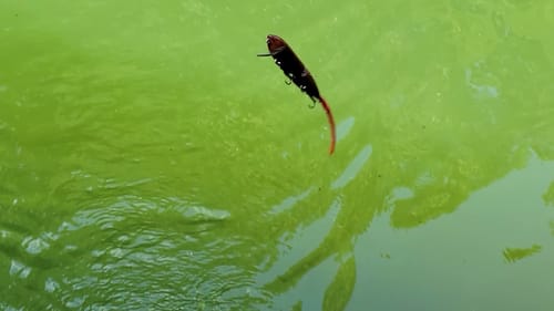 Swimbait Review: El Raton