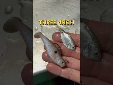 Which Bait Will Catch A Bigger Fish? Big Bait VS Little Bait #fishingvideos #fishing