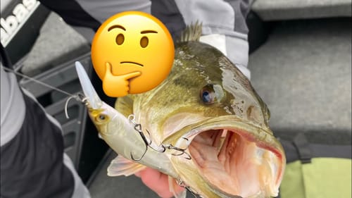 THIS Is What Bass Think About And Feel