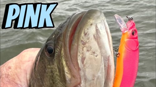 You Can’t Beat Pink Lures Under THESE Conditions