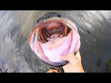 It’s WAY BIGGER than I THOUGHT!!! (GIANT bass)