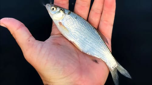 Fishing with Live Shiners For Giants