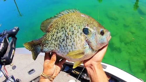 HOW DO SUNFISH EVEN GET THIS BIG?!? (INSANE)