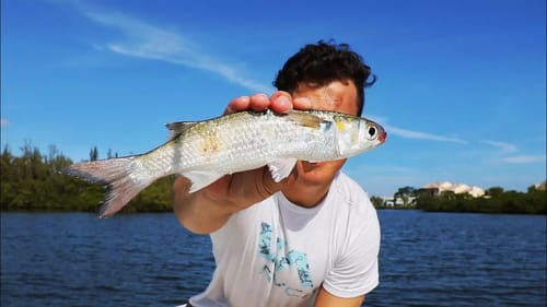 Inshore Fishing With Live Mullet
