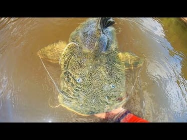 I've been chasing this CATFISH FOR YEARS!!