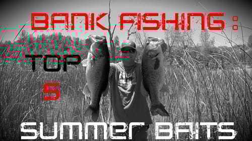 Best Baits for Summer Bank Fishing