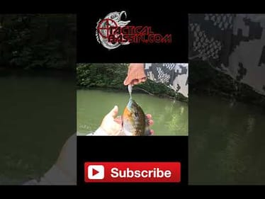 😎 Everything Loves The Karashi! 🎣