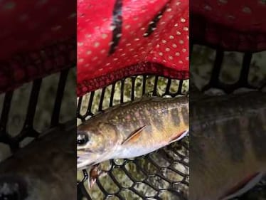 Ever see a trout eat this?