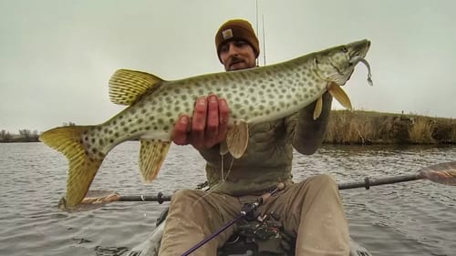 A Couple Bonus Muskie While Bass Fishing