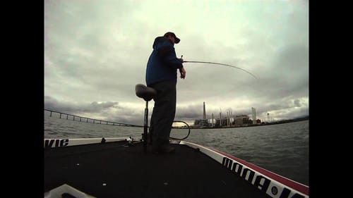 Striper on Bull Shad Swimbait