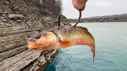Fishing Off a CLIFF for MONSTER Fish!!! (Insanely Deep!)