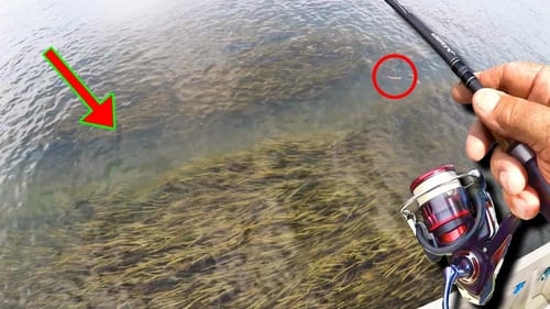 BIG FISH EVERYWHERE!!! How To Catch Big Bass In Ultra Shallow Water!