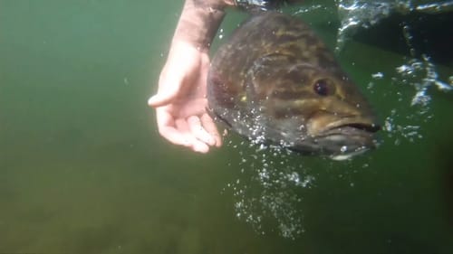 Welcome to the Big Bass Dreams Channel!