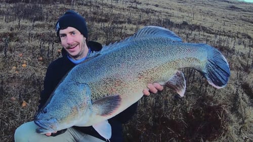 Big Murray Cod on the Defiant 232 Swimbait and Miller Rods Ambush Rod