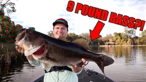 Senkos ONLY Catch Small Fish... WRONG!