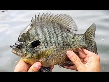Fishing for DINNER PLATE BLUEGILL and REDEAR!!