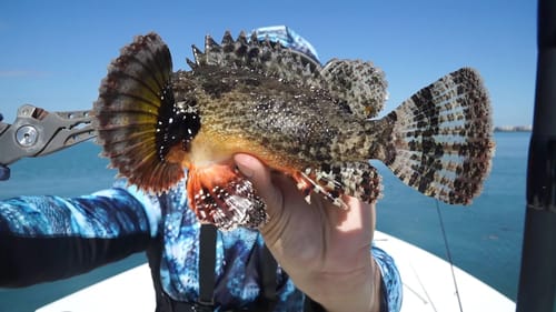 VENOMOUS Fish Caught, Can You Help me Identify It?