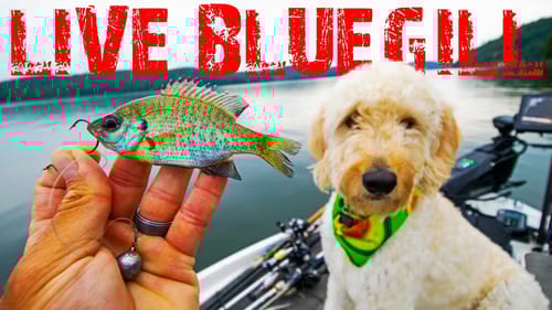 BIG BASS LOVE LIVE BLUEGILL!! INSANE FISHING WITH LIVE BLUEGILL!
