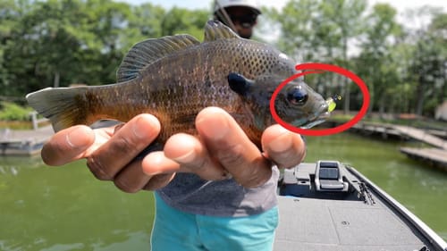How to catch JUMBO BLUEGILL on jigs