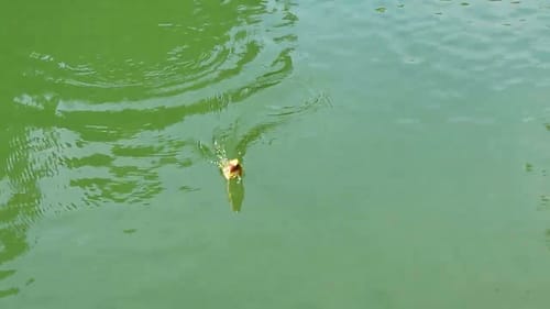 Swimbait Review: KGB Trout