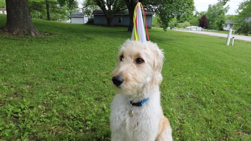 1st Birthday - Fishing With Scout Memories