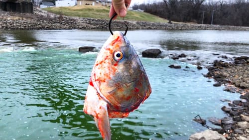 The BIGGEST In YEARS was Living in this DEEP Water!!!