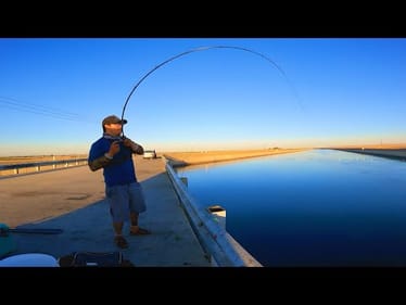 Jigging Chicken Livers for California Aqueduct Stripers