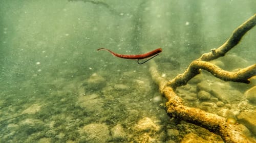How to Rig the Bubba Shot and Where to Fish It