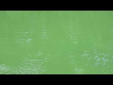 Swimbait Review: Baldy Baits 9.5" Glide