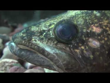 Quick Tips: Senko Style Fishing