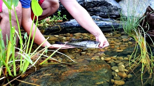 Releasing Pet Bass into Backyard Pond!!