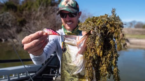 Crankbait Fishing Bass ABOVE THICK GRASS | CRUSHING IT!