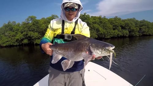 Monster Catfish on the Savage Shrimp + (shrimp tips)