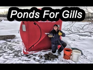 Ice Fishing with Dad for BLUEGILL! Can We Limit Out??