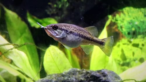Fish Feeding Gone Wrong (Live Bluegills)