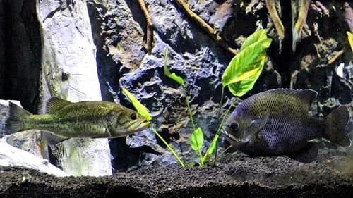 Tiny Bass vs. Giant Bluegill (Unbelievable)